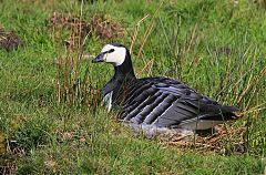 Barnacle Goose